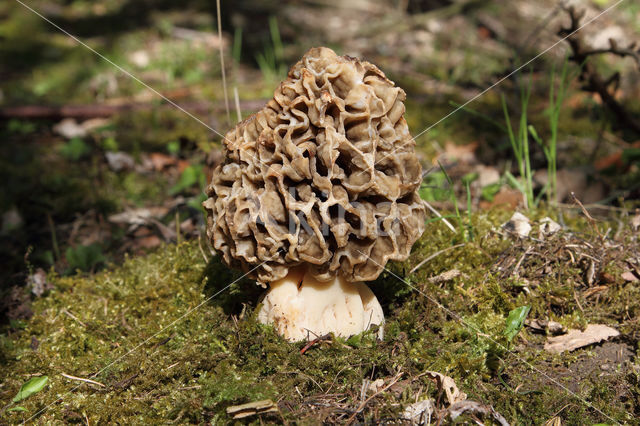 Common morel (Morchella esculenta)