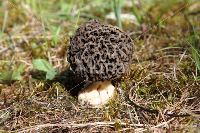 Common morel (Morchella esculenta)