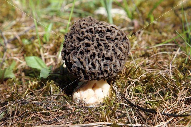 Gewone morielje (Morchella esculenta)