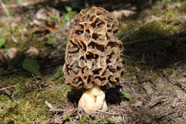 Gewone morielje (Morchella esculenta)