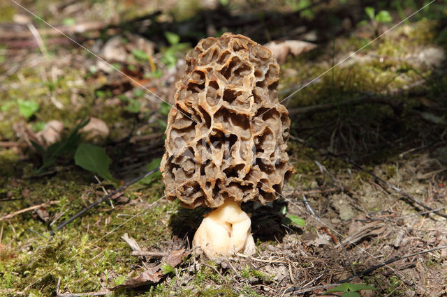 Common morel (Morchella esculenta)