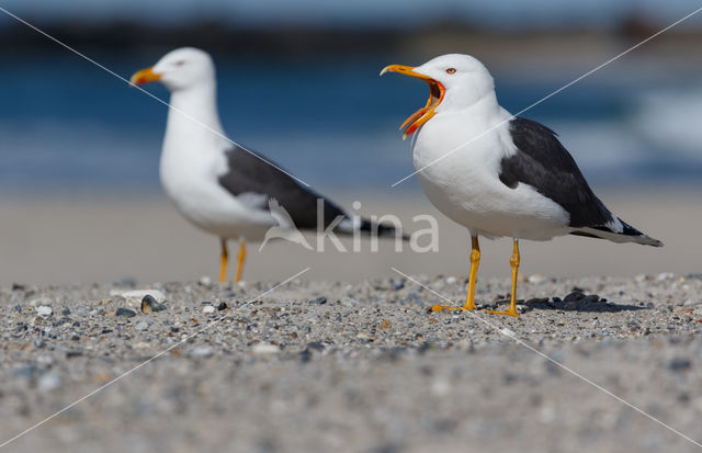 Lesser Black-backed Gull (Larus fuscus)