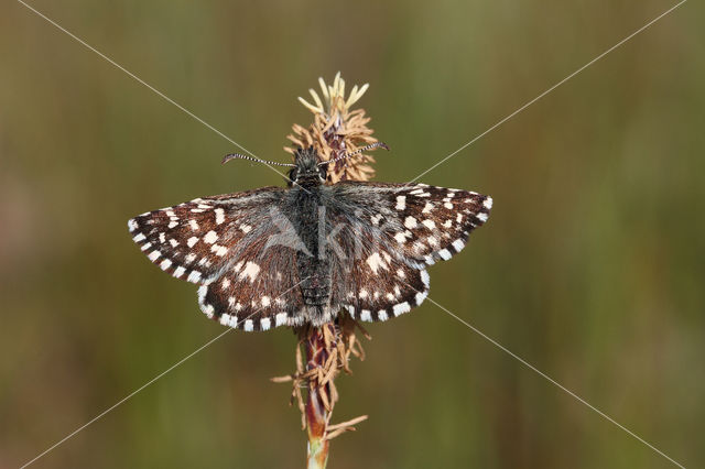 Grizzled Skipper (Pyrgus malvae)