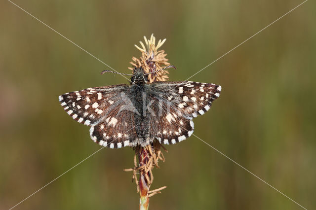 Grizzled Skipper (Pyrgus malvae)