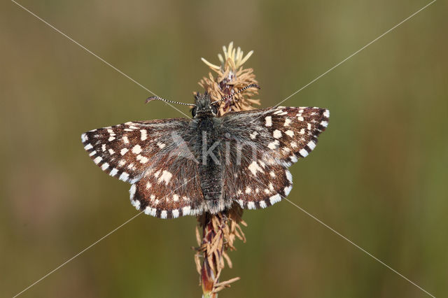 Grizzled Skipper (Pyrgus malvae)