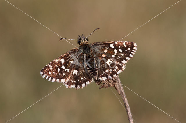 Grizzled Skipper (Pyrgus malvae)