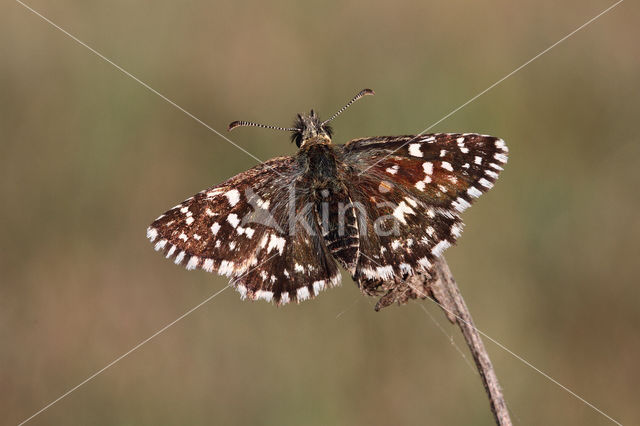 Grizzled Skipper (Pyrgus malvae)