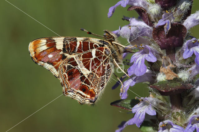 Landkaartje (Araschnia levana)