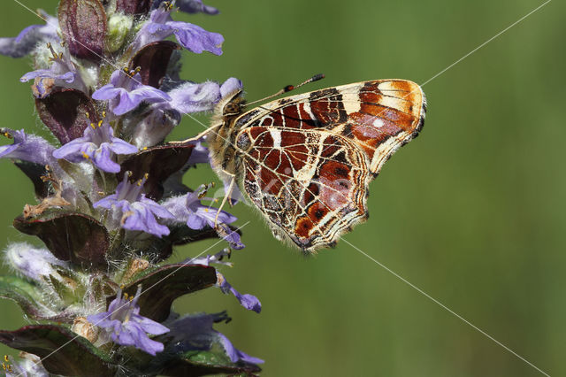 Landkaartje (Araschnia levana)