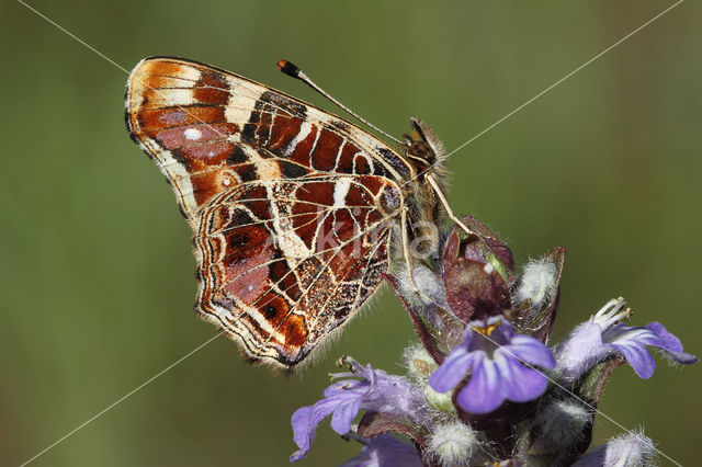 Landkaartje (Araschnia levana)