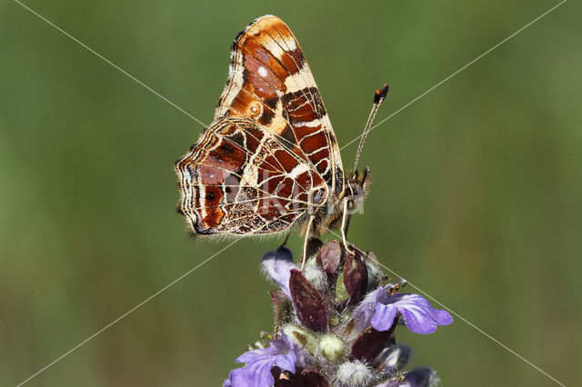 Landkaartje (Araschnia levana)