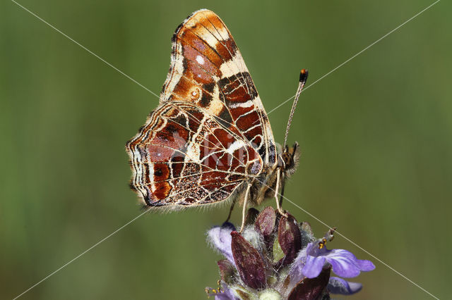 Landkaartje (Araschnia levana)