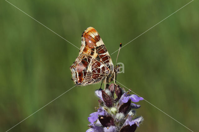 Landkaartje (Araschnia levana)