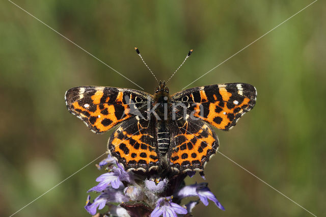 Landkaartje (Araschnia levana)