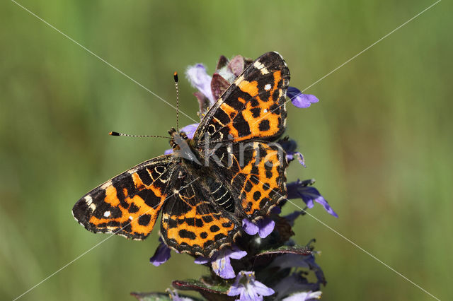 Landkaartje (Araschnia levana)