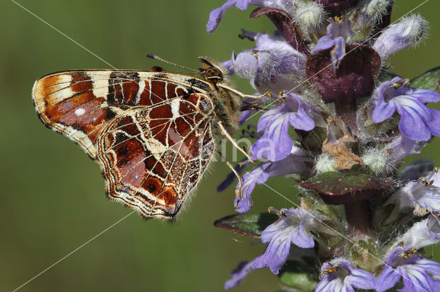 Landkaartje (Araschnia levana)