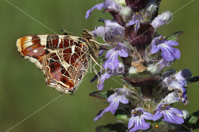 Landkaartje (Araschnia levana)