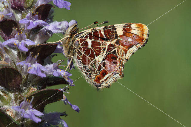 Landkaartje (Araschnia levana)