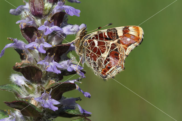 Landkaartje (Araschnia levana)