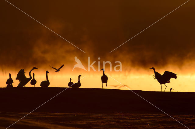 Kraanvogel (Grus grus)