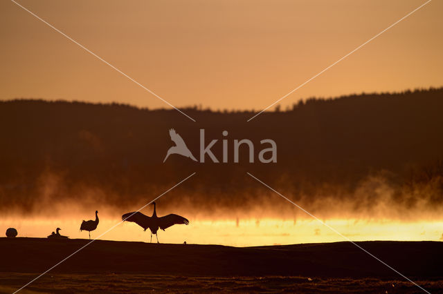 Kraanvogel (Grus grus)