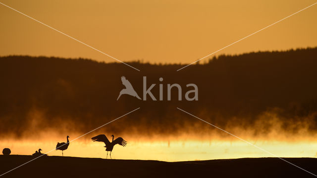 Kraanvogel (Grus grus)