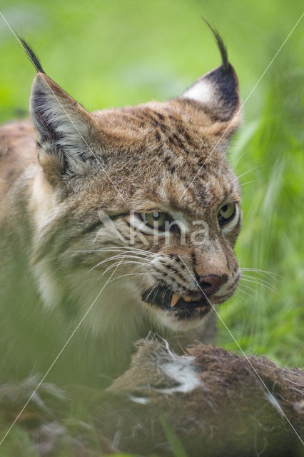 Eurasian Lynx (Lynx lynx)