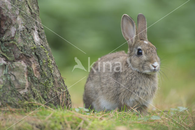 Konijn (Oryctolagus cuniculus)