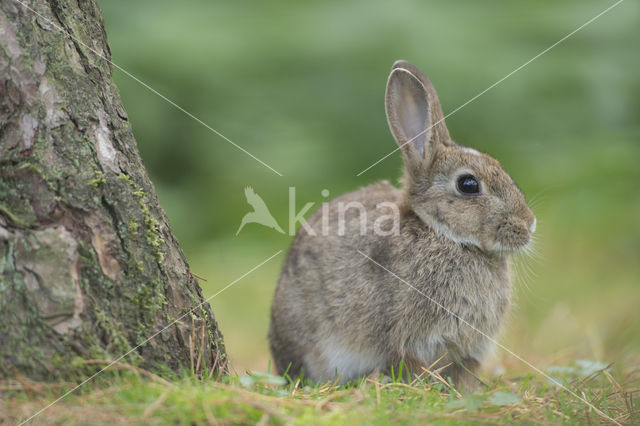 Konijn (Oryctolagus cuniculus)