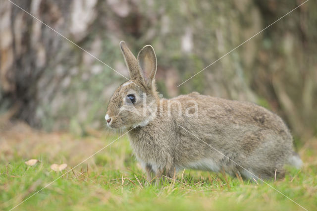 Konijn (Oryctolagus cuniculus)