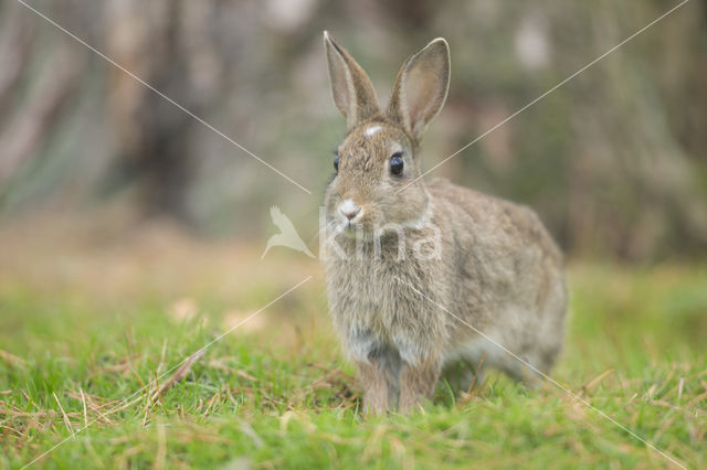 Konijn (Oryctolagus cuniculus)