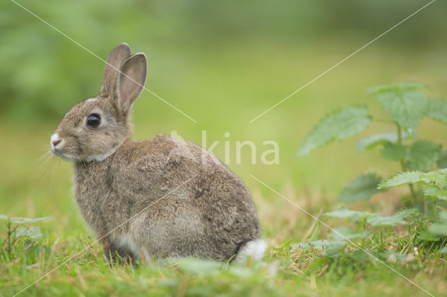 Konijn (Oryctolagus cuniculus)