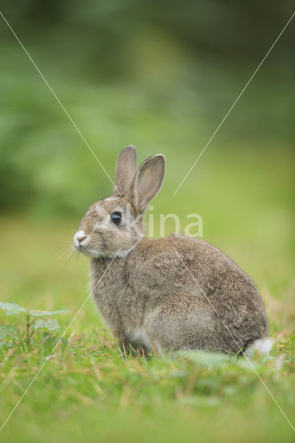 Konijn (Oryctolagus cuniculus)