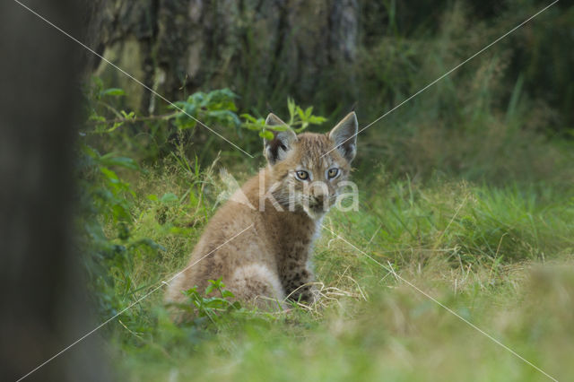 Eurasian Lynx (Lynx lynx)