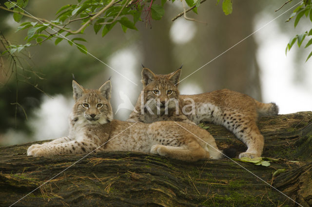 Euraziatische lynx (Lynx lynx)