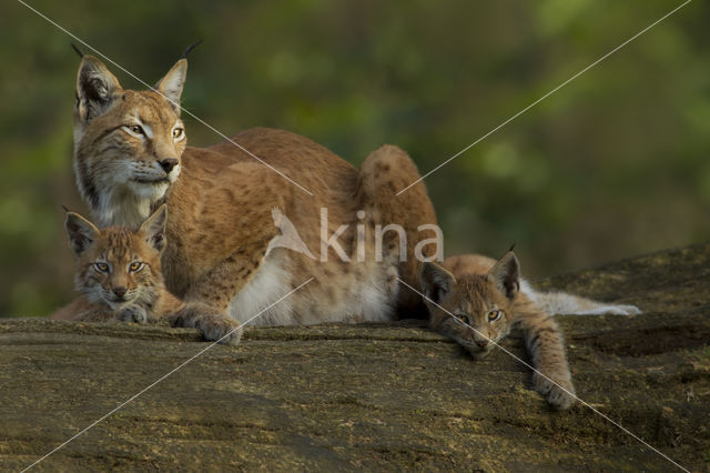 Euraziatische lynx (Lynx lynx)