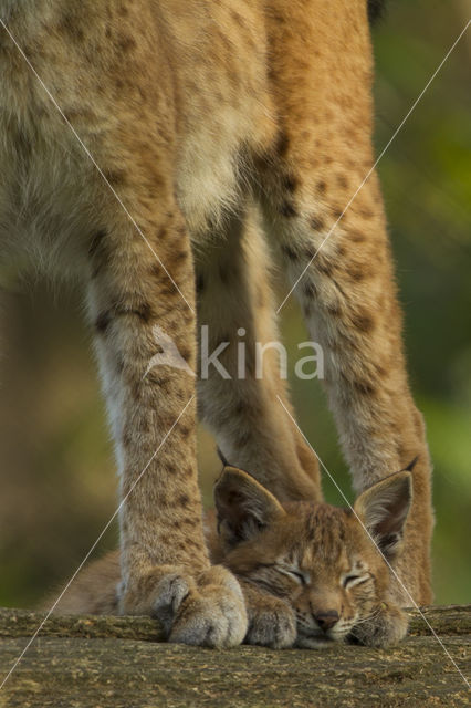 Euraziatische lynx (Lynx lynx)