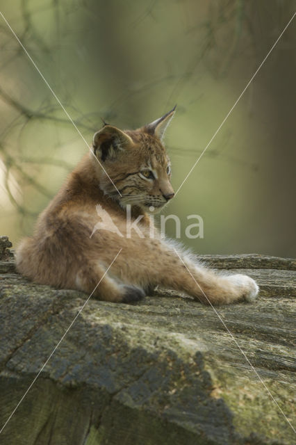 Euraziatische lynx (Lynx lynx)