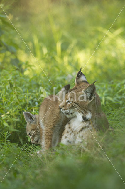 Euraziatische lynx (Lynx lynx)