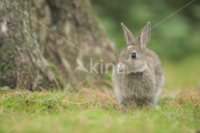 Konijn (Oryctolagus cuniculus)