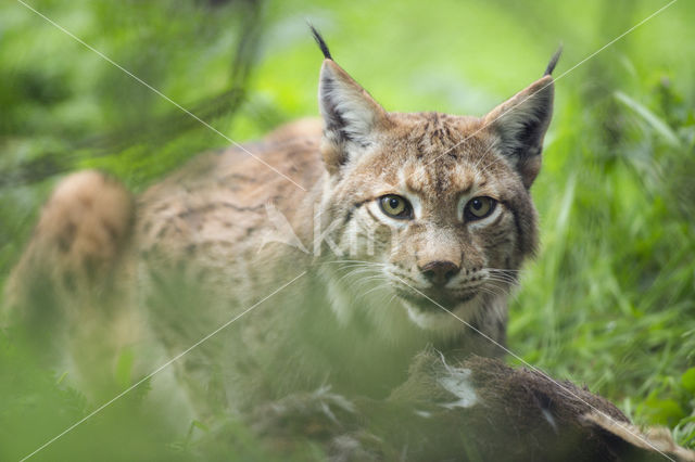 Euraziatische lynx (Lynx lynx)