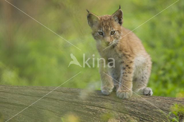 Eurasian Lynx (Lynx lynx)