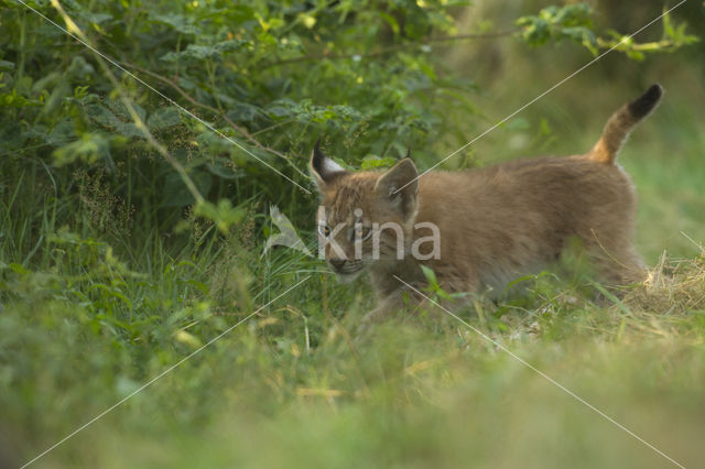 Euraziatische lynx (Lynx lynx)