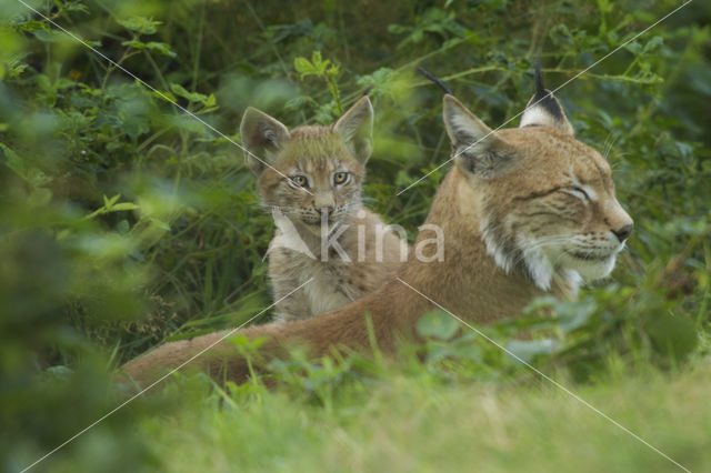 Euraziatische lynx (Lynx lynx)