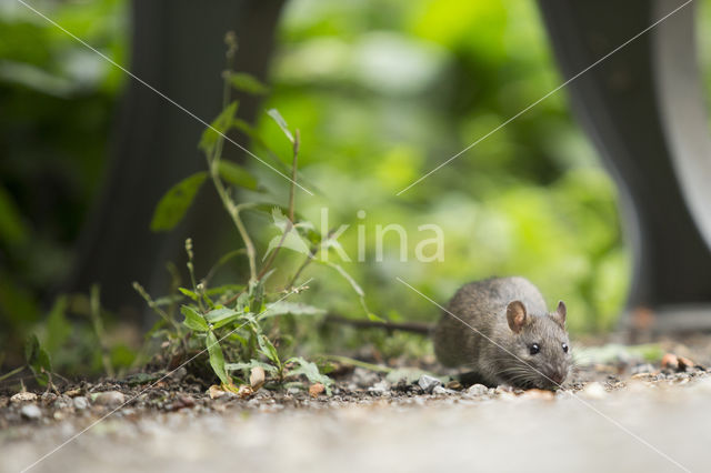 Bruine rat (Rattus norvegicus)