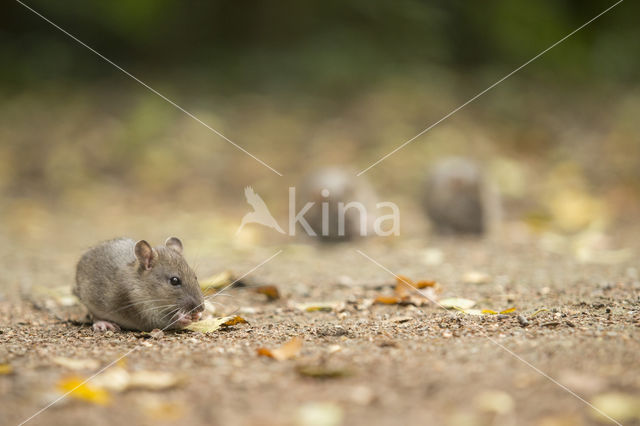 Brown rat (Rattus norvegicus)