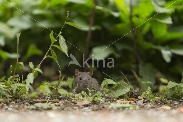 Bruine rat (Rattus norvegicus)