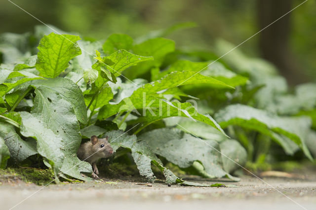 Bruine rat (Rattus norvegicus)