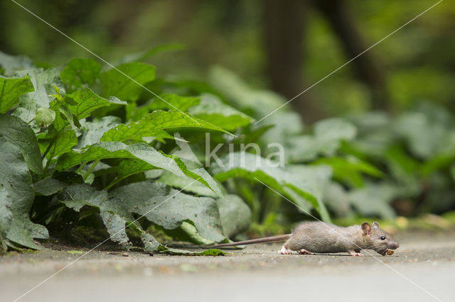 Bruine rat (Rattus norvegicus)