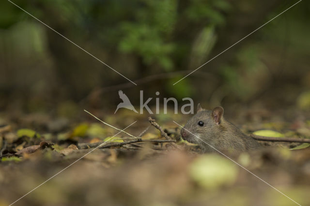 Bruine rat (Rattus norvegicus)